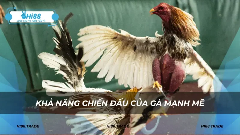 Khả năng chiến đấu của gà mạnh mẽ
