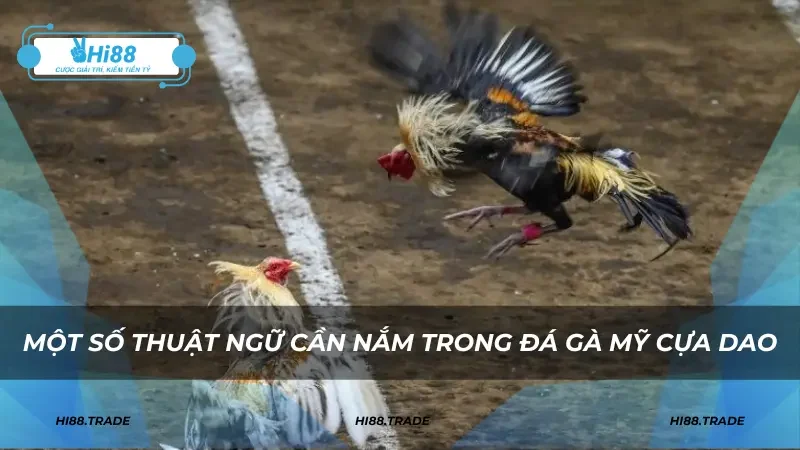 Một số thuật ngữ cần nắm trong đá gà Mỹ cựa dao