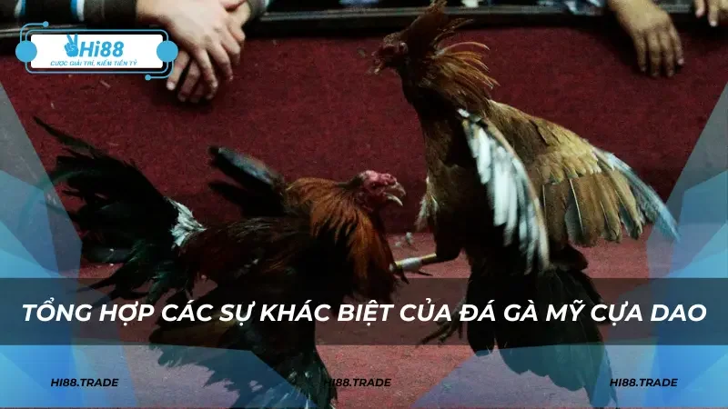 Tổng hợp các sự khác biệt của đá gà Mỹ cựa dao